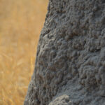 Termite Mounds Can Inspire 3D Printed Construction