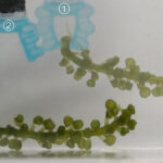 Seaweed-Based Biodegradable Actuators Could Revolutionize Soft Robotics
