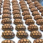 Techno-Tort: 3D Printed Defense for Desert Tortoises
