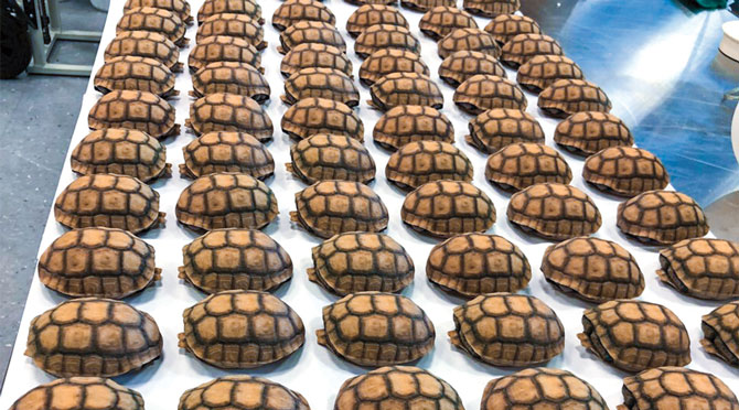 Techno-Tort: 3D Printed Defense for Desert Tortoises